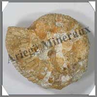 AMMONITE Fossile - 111 grammes - 25x65x60 mm - M001