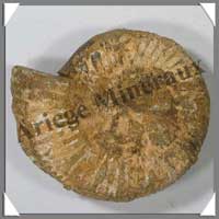 AMMONITE Fossile - 210 grammes - 25x80x70 mm - M002