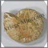 AMMONITE Fossile - 152 grammes - 25x72x63 mm - M003 Madagascar