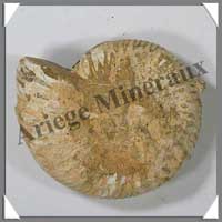 AMMONITE Fossile - 152 grammes - 25x72x63 mm - M003
