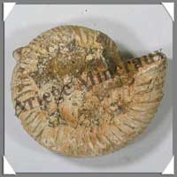 AMMONITE Fossile - 152 grammes - 25x72x63 mm - M003