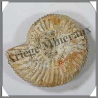 AMMONITE Fossile - 110 grammes - 22x70x60 mm - M004