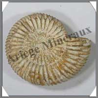 AMMONITE Fossile - 110 grammes - 22x70x60 mm - M004