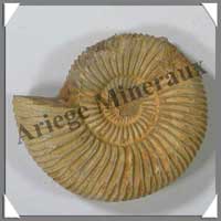 AMMONITE Fossile - 138 grammes - 25x73x60 mm - M006