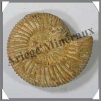 AMMONITE Fossile - 157 grammes - 25x75x65 mm - M007