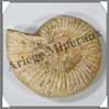 AMMONITE Fossile - 336 grammes - 30x110x95 mm - M008 Madagascar