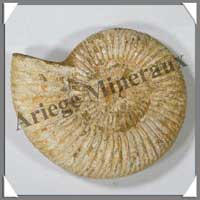 AMMONITE Fossile - 336 grammes - 30x110x95 mm - M008