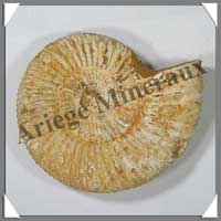 AMMONITE Fossile - 336 grammes - 30x110x95 mm - M008