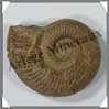 AMMONITE Fossile - Taille 2 - 50 à 75 grammes - M2 Madagascar