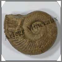 AMMONITE Fossile - Taille 2 - 50  75 grammes - M2