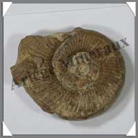 AMMONITE Fossile - Taille 3 - Plus de 75 grammes - M3