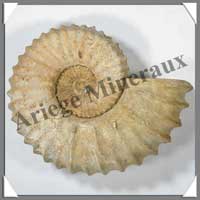 AMMONITE Fossile - 2640 grammes - 80x200x150 mm - R001