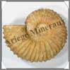 AMMONITE Fossile - 3300 grammes - 85x210x165 mm - R002 Madagascar