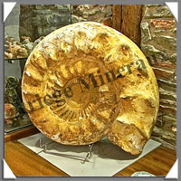 AMMONITE Fossile - 28 000 grammes - 160x410x460 mm - R003