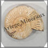 AMMONITE Fossile - 161 grammes - 25x70x80 mm - R005 Madagascar