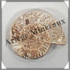 AMMONITE Fossile - 108 grammes - 20x60x70 mm - R006 Madagascar