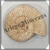 AMMONITE Fossile - 117 grammes - 20x60x75 mm - R007 Madagascar
