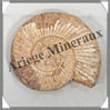 AMMONITE Fossile - 153 grammes - 20x70x80 mm - R008 Madagascar