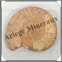 AMMONITE Fossile - 153 grammes - 20x70x80 mm - R008