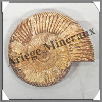 AMMONITE Fossile - 268 grammes - 25x90x100 mm - R009