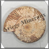 AMMONITE Fossile - 268 grammes - 25x90x100 mm - R009