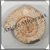 AMMONITE Fossile - 234 grammes - 30x80x90 mm - R011