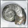 NAUTILE Fossile - 4240 grammes - 90x220x160 mm - M001 Maroc