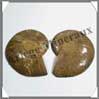 NAUTILE Fossile - 130 grammes - 20x80x65 mm - R010 Madagascar