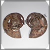 NAUTILE Fossile - 368 grammes - 15x90x115 mm - R025 Madagascar