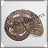 NAUTILE Fossile - 158 grammes - 15x90x105 mm - R030 Madagascar