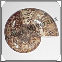 NAUTILE Fossile - 217 grammes - 15x100x125 mm - R031
