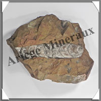 ORTHOCERAS Fossile - 930 grammes - 35x115x135 mm - B001