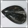 ORTHOCERAS Fossile - 170 grammes - 75x110 mm - M001 Maroc