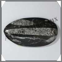 ORTHOCERAS Fossile - 170 grammes - 60x110 mm - M002