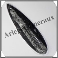 ORTHOCERAS Fossile - 138 grammes - 15x45x160 mm - M016