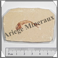 POISSON Fossile (Dastilbe Elongatus) - 43x66 mm - 36 grammes - M015