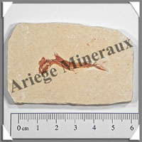 POISSON Fossile (Dastilbe Elongatus) - 44x67 mm - 43 grammes - M016