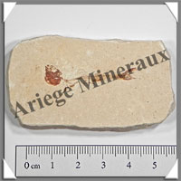 POISSON Fossile (Dastilbe Elongatus) - 35x63 mm - 40 grammes - M019