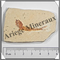 POISSON Fossile (Dastilbe Elongatus) - 40x60 mm - 42 grammes - M022