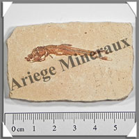 POISSON Fossile (Dastilbe Elongatus) - 35x60 mm - 34 grammes - M024
