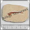 POISSON Fossile (Dastilbe Elongatus) - 40x60 mm - 36 grammes - M025 Brésil