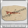 POISSON Fossile (Dastilbe Elongatus) - 40x63 mm - 27 grammes - M026 Brésil