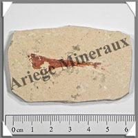 POISSON Fossile (Dastilbe Elongatus) - 40x63 mm - 27 grammes - M026