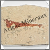 POISSON Fossile (Dastilbe Elongatus) - 40x63 mm - 27 grammes - M026