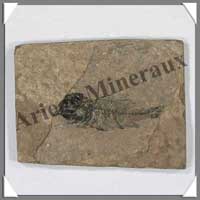 POISSON Fossile (Leuciscus) - 60x80 mm - 41 grammes - C013