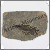 POISSON Fossile (Leuciscus) - 55x80 mm - 16 grammes  - C021