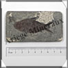 POISSON Fossile (Diplomystus Dentatus) - 45x85 mm - 36 grammes - M009 USA