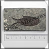 POISSON Fossile (Diplomystus Dentatus) - 50x90 mm - 54 grammes - M010 USA