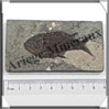 POISSON Fossile (Diplomystus Dentatus) - 50x90 mm - 53 grammes - M011 USA