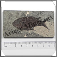 POISSON Fossile (Diplomystus Dentatus) - 50x90 mm - 53 grammes - M011